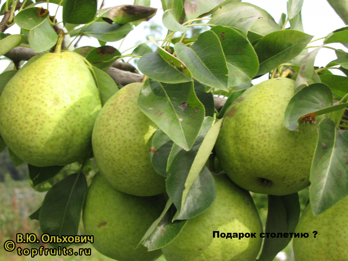 Груша Подарок Столетию - описание сорта и фото груш